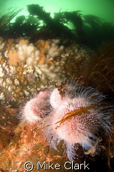 CFWA Sea Urchin With kelp topped cliff in background.
Ni... by Mike Clark 